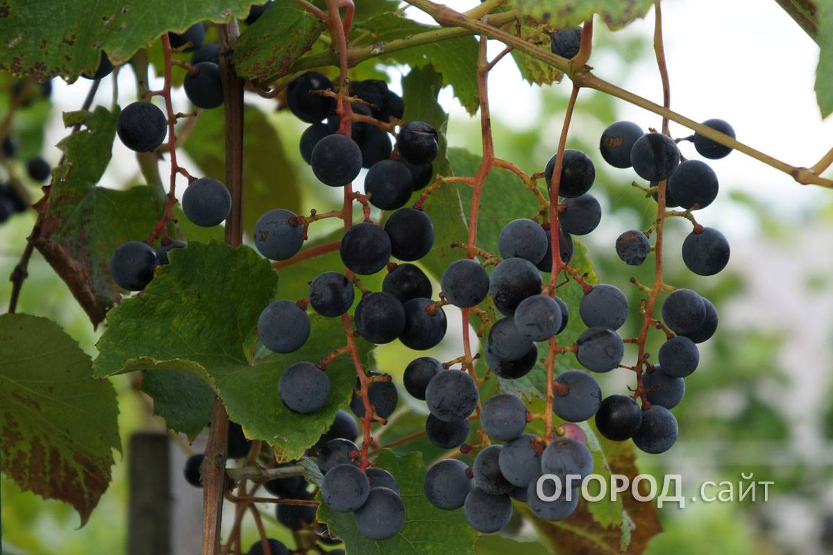Виноград таежный посадка и уход
