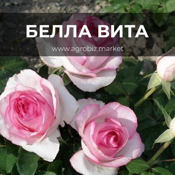 Bella rosa отзывы