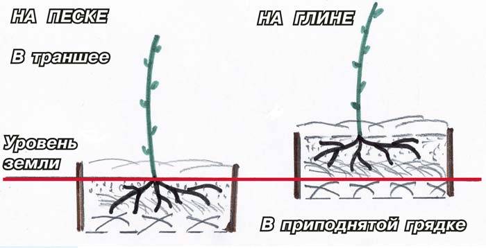 Схема посадки ремонтантной малины в открытом грунте весной