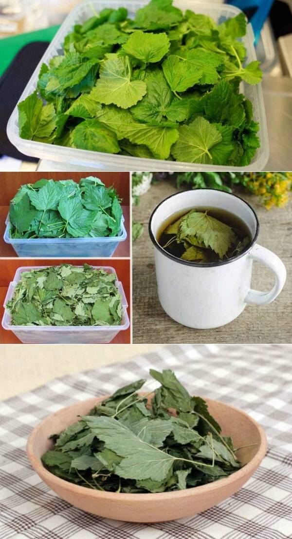 Когда собирать листья смородины для чая: руководство для новичка. как заготовить листья смородины в 2023 году  для чая