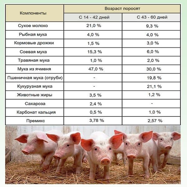 Рацион свиней: описание, нормы, разновидности