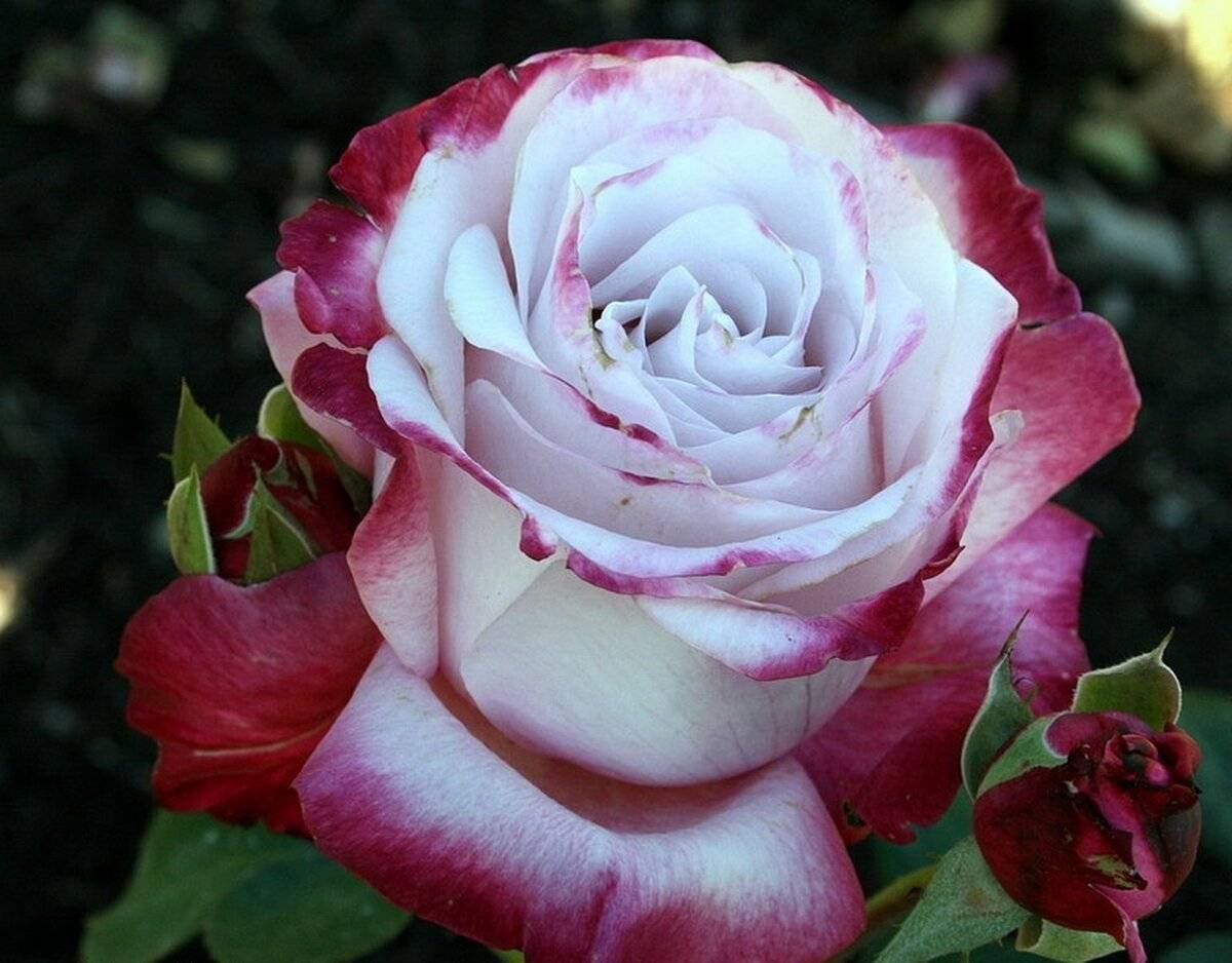 20 самых лучших красных чайно-гибридных роз для вашей дачи. сорта, описание, фото