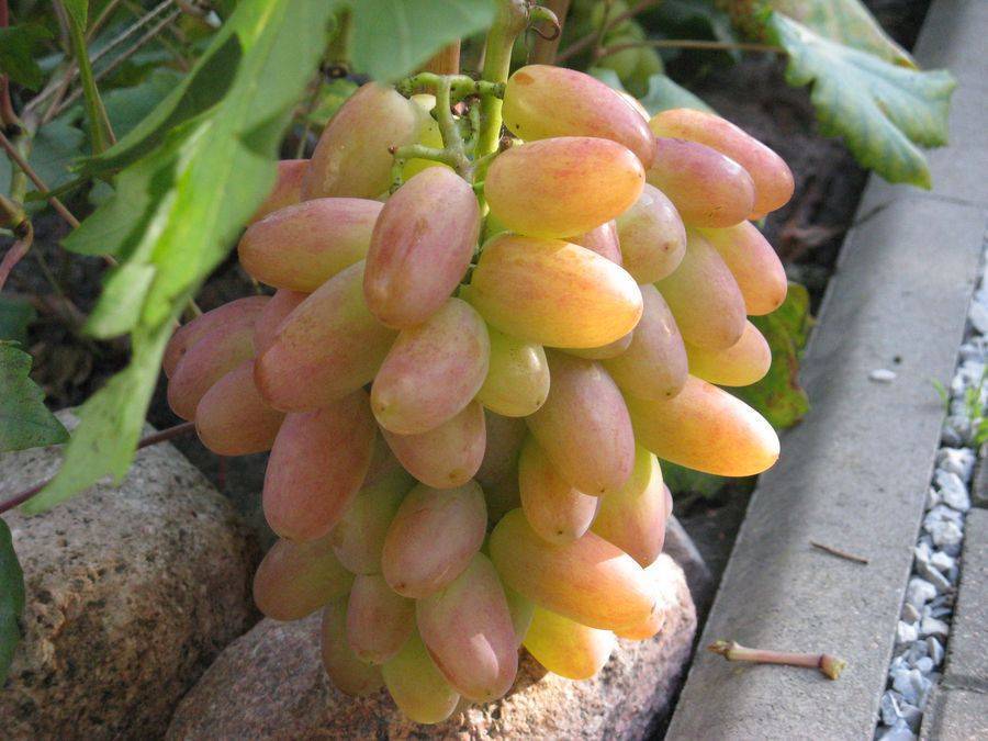 Виноград преображение, описание сорта и особенности выращивания, отзывы