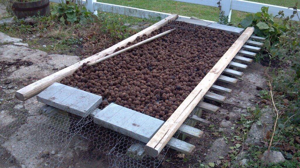 Скорлупа грецкого ореха: применение в огороде, на даче, в саду