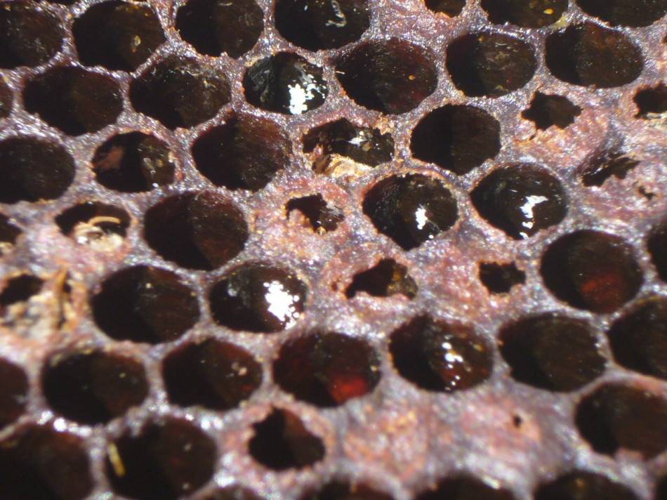 Лечение и профилактика незаразных болезней пчел