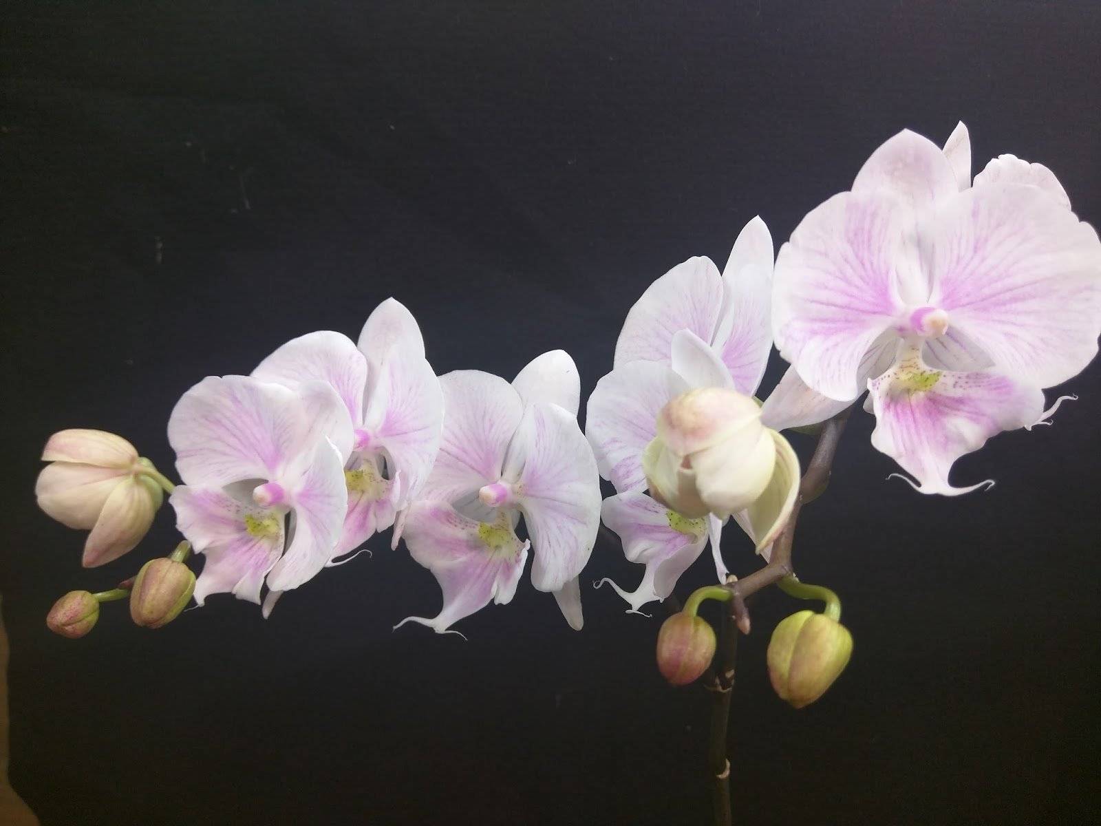 Фаленопсис биг лип. все о разновидности орхидеи: описание сортов с фото