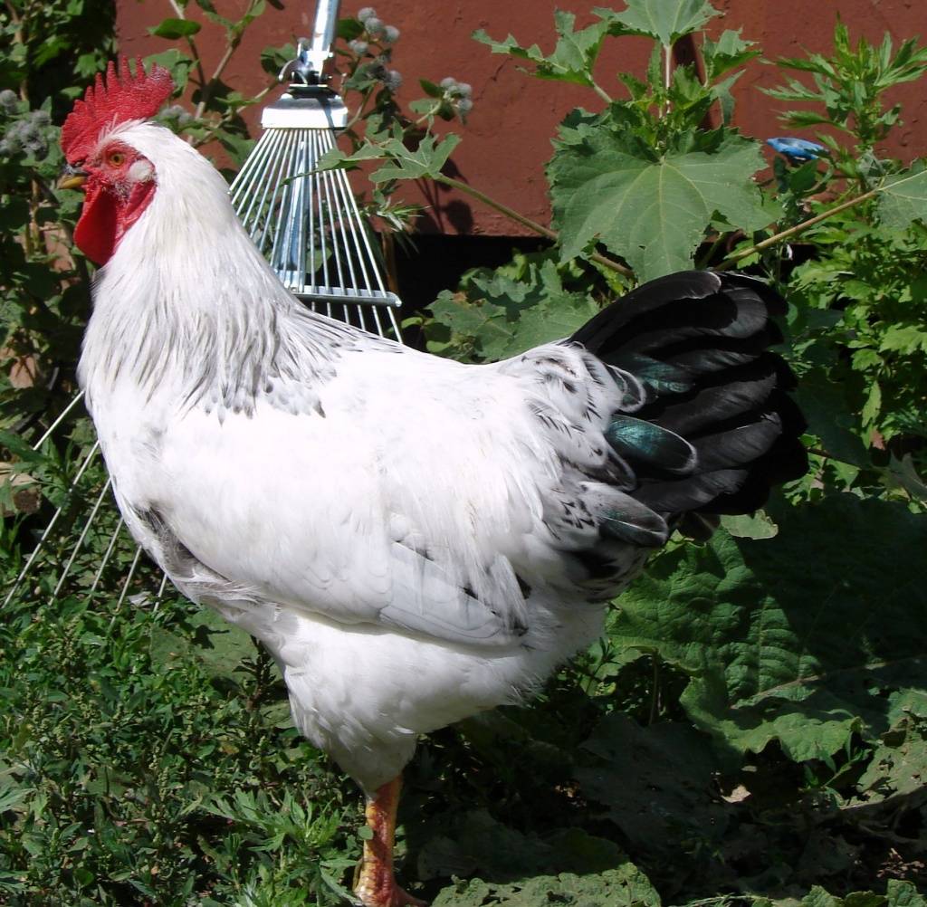 Адлерская серебристая порода домашних кур