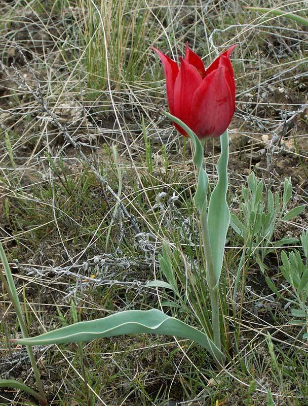 Тюльпан лидия фото и описание