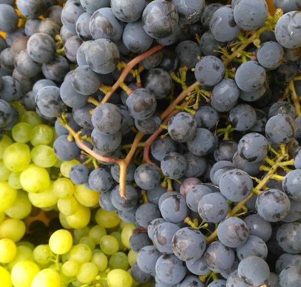 Виноград для начинающего садовода —  сорт «загадка шарова»