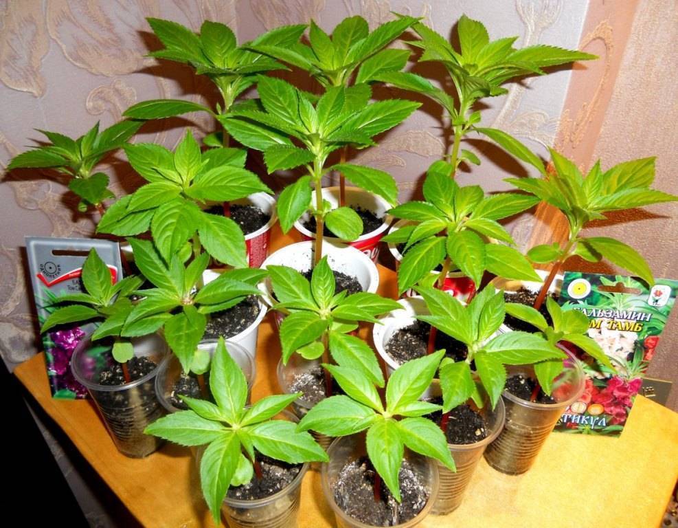 Как вырастить бальзамин из семян в домашних условиях