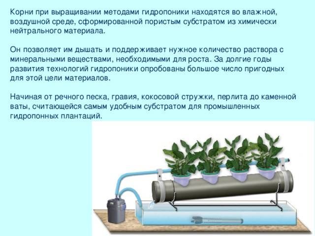 Гидропонный метод выращивания цветочных культур презентация