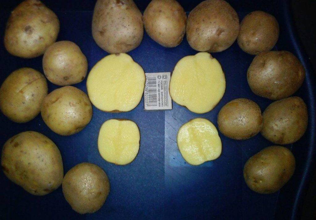 «винета» — самый популярный и высокоурожайный сорт картофеля среди огородников-любителей
