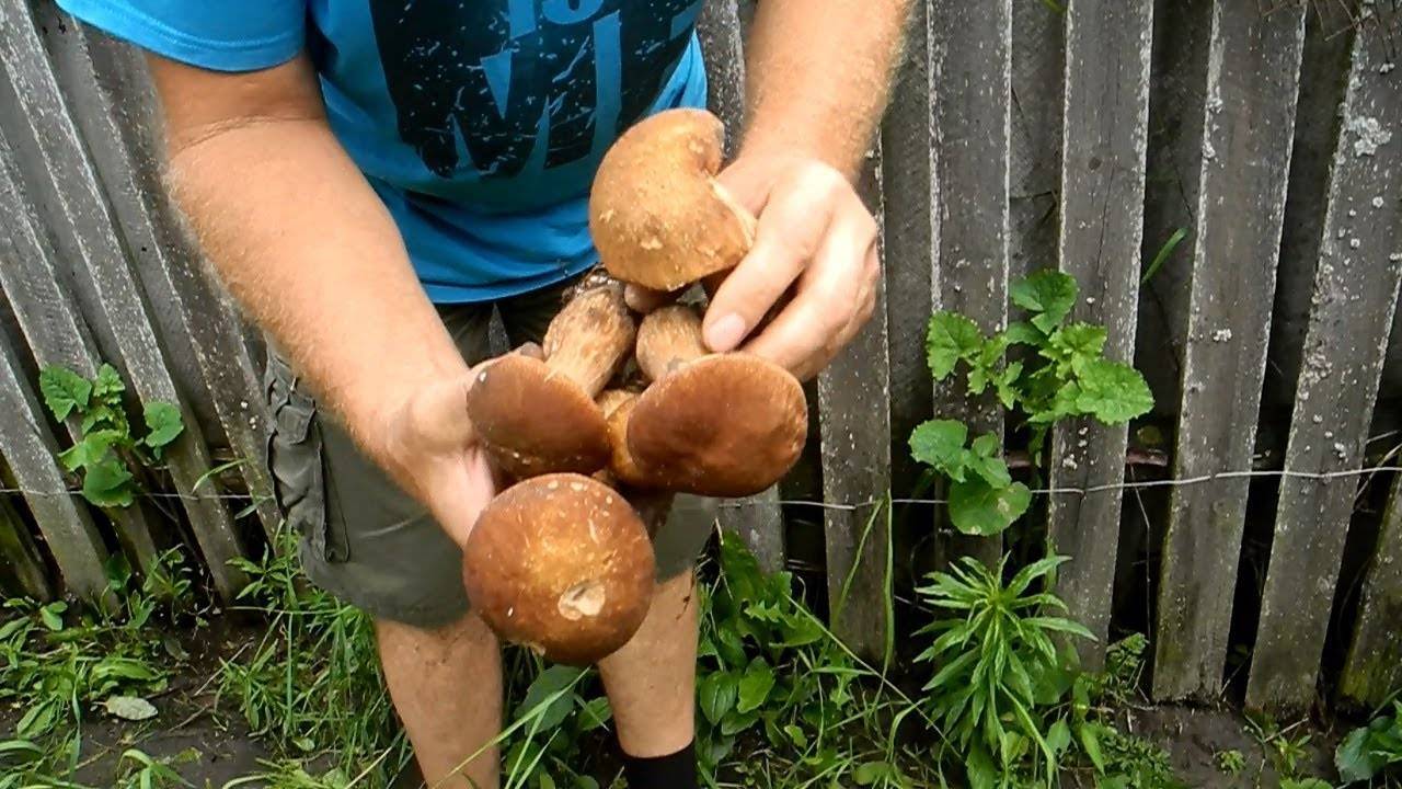 Технология выращивания белых грибов
