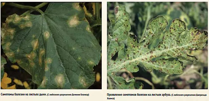 Болезни арбузов в открытом грунте фото и их лечение