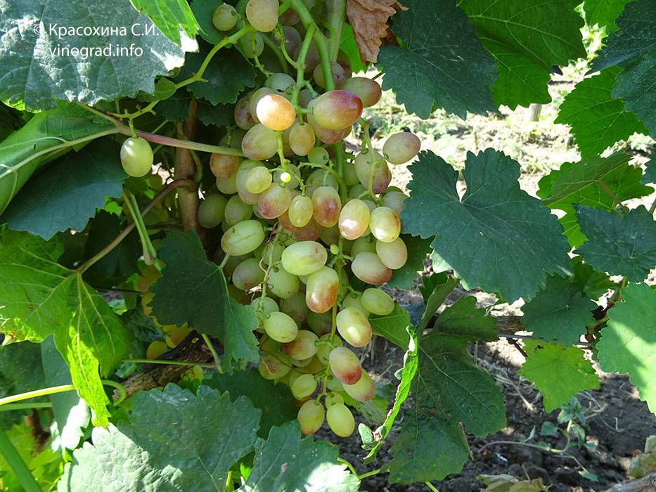 Виноград "краса севера" (ольга): описание сорта, фото