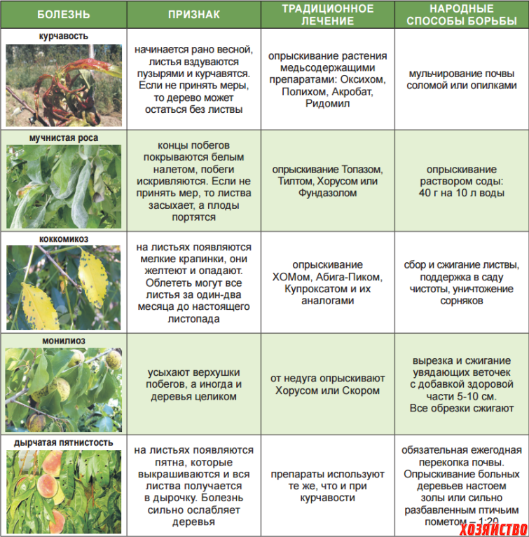 Лист лечения. Средства защиты плодовых деревьев от вредителей и болезней весной. Весенняя профилактика плодовых деревьев от вредителей и болезней. Вредители яблони описание с фотографиями. Опрыскивание кустарников от вредителей и болезней.