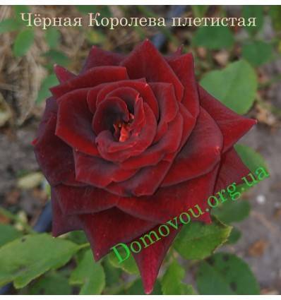 Плетистая роза черная королева (black queen): фото и описание, отзывы