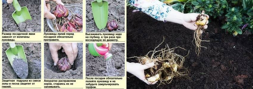 Лилии: посадка и уход в открытом грунте, размножение и пересадка, виды