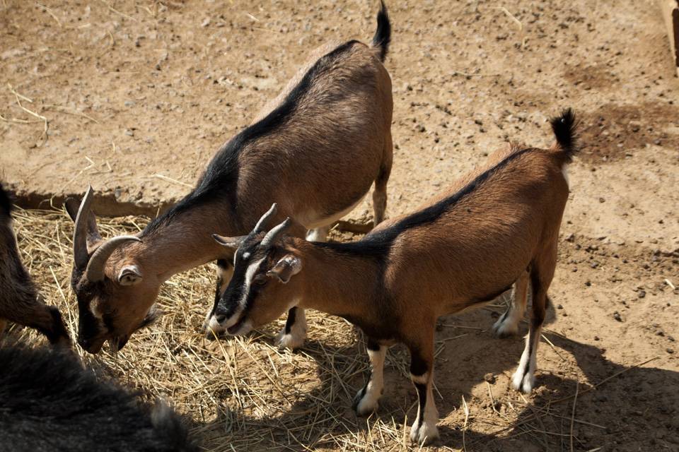 Карликовые козы: характеристика камерунской породы, разведение, особенности