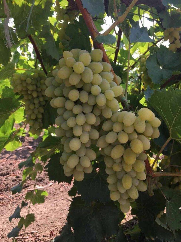 Виноград августин - описание сорта