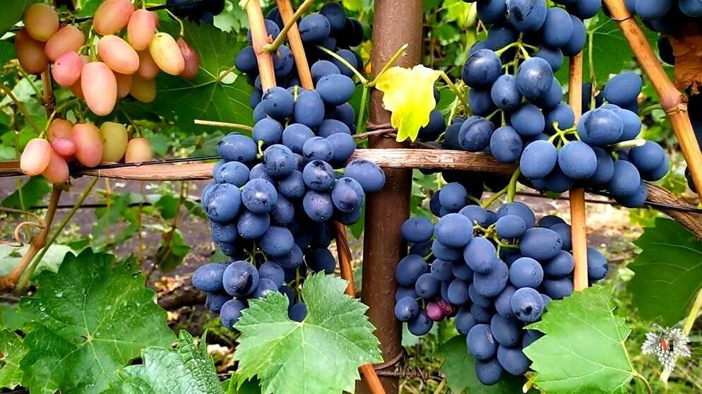 Виноград «молдова»: описание и сроки созревание, болезни, фото и отзывы о нем. как ухаживать за сортом и какое на вкус из него вино?