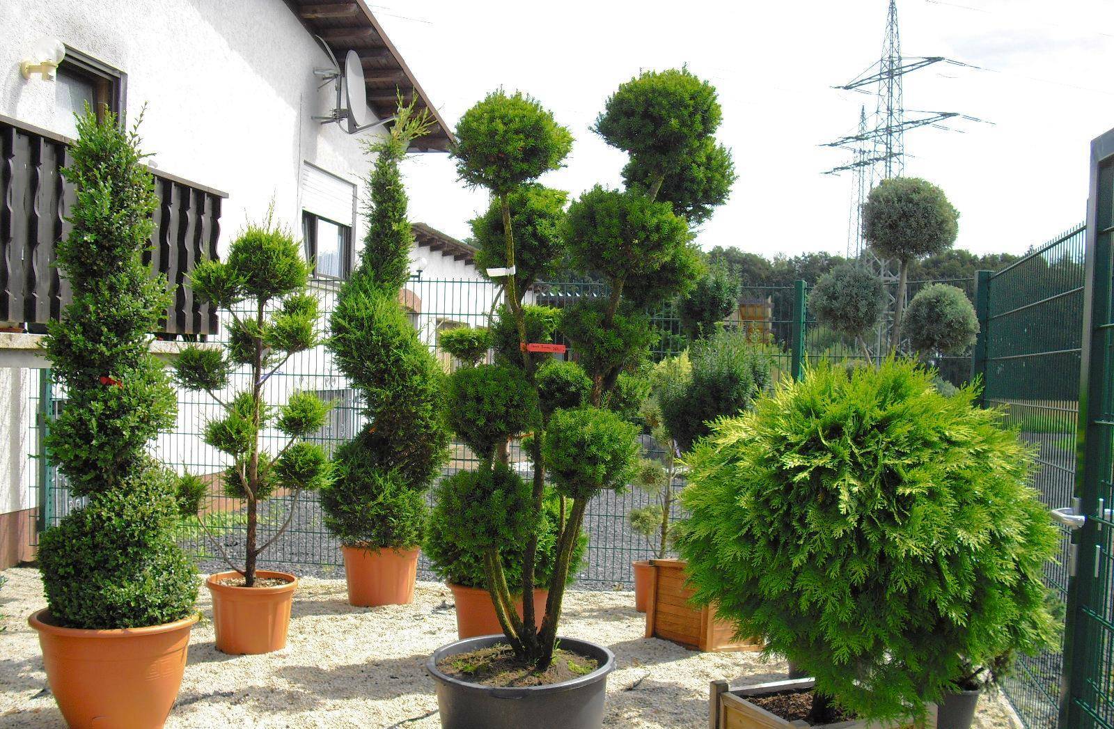 Декоративные деревья на штамбе для садового участка фото и названия
