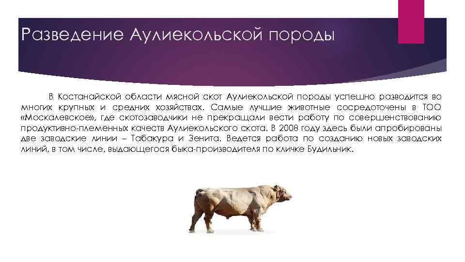 Аулиекольская порода крс: описание и характеристика, правила содержания