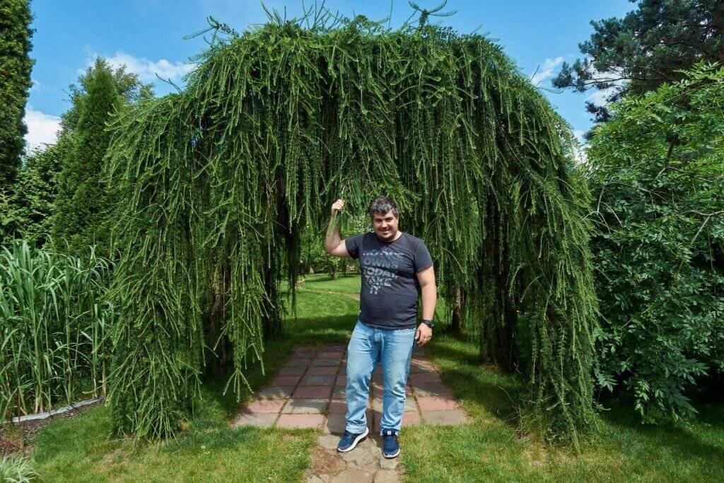 Самые красивые хвойные: 9 деревьев и кустарников для сада