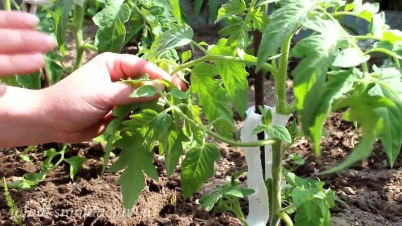 Как правильно пасынковать томаты в теплице и открытом грунте: где оставлять завязь