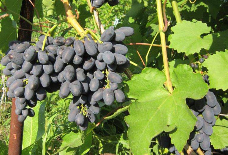 Виноград кодрянка: описание раннего сорта, особенности правильного выращивания и ухода