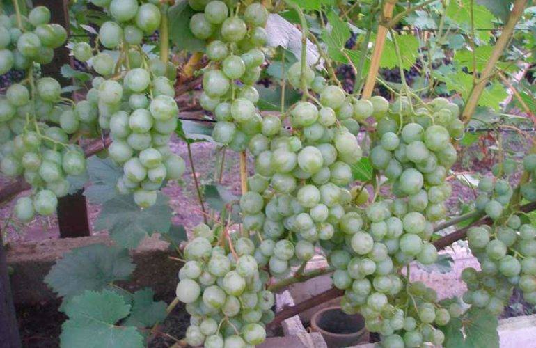 Виноград бажена – белое чудо