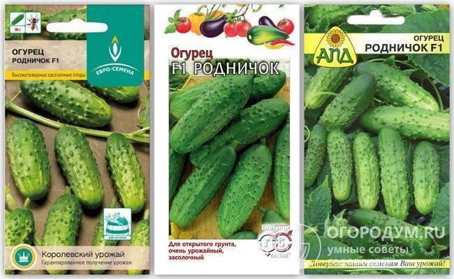 Огурец родничок: описание сорта с фото, выращивание, отзывы о семенах и урожае