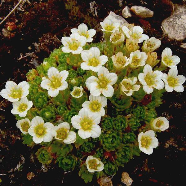 Цветок камнеломка – посадка в открытый грунт, уход, виды с фото, размножение 