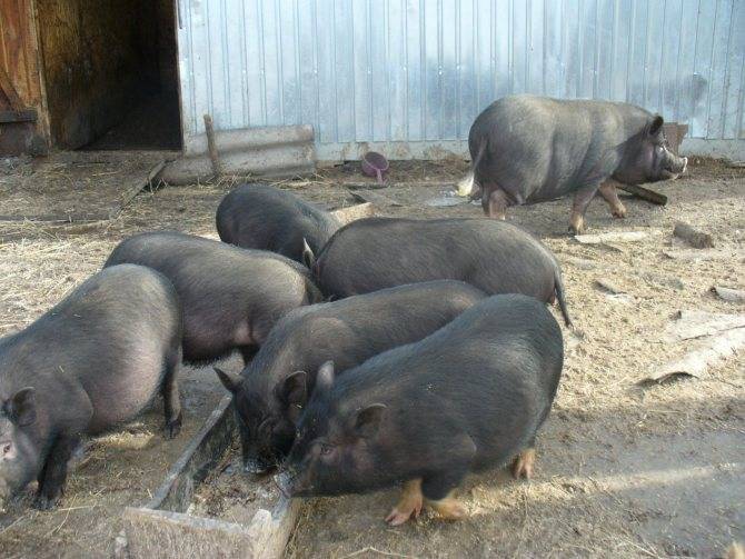 Опорос вьетнамской свиньи: рассматриваем все тонкости процесса