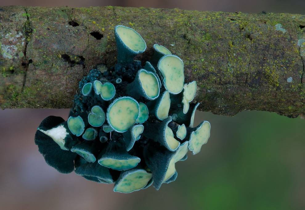 Самые редкие и удивительные грибы в мире