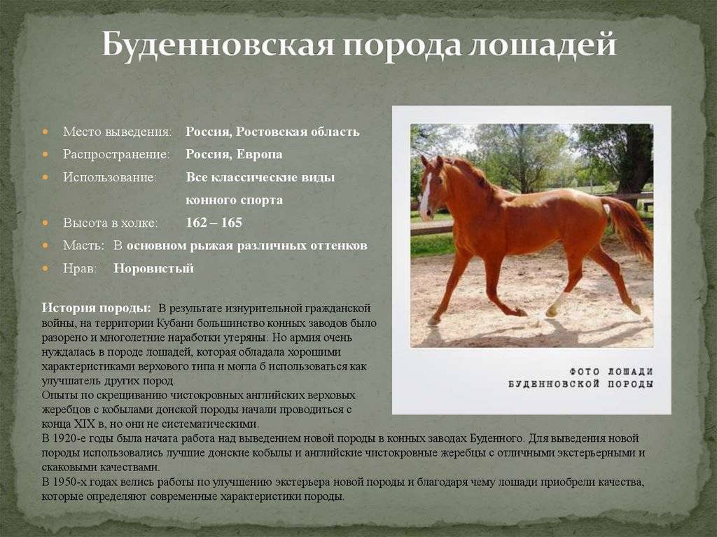 Будённовская порода лошадей: характеристика, содержание и уход, фото