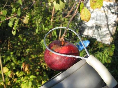 Когда нужно собирать урожай яблок для длительного зимнего хранения
