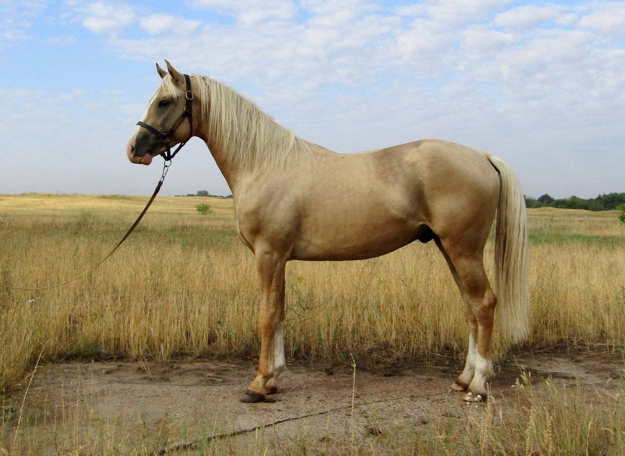 Каурая масть лошади: цвет, какого цвета, фото, видео, описание