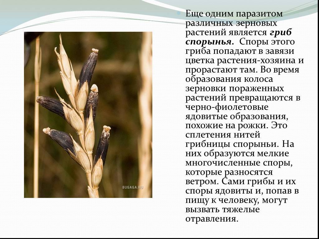 Спорынья пурпурная – гриб-паразит пшеницы — викигриб