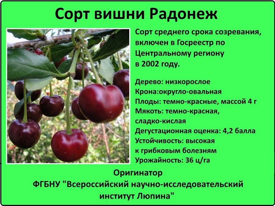 Зимний гранат: посадка и выращивание карликовой вишни: характеристики, свойства, методы