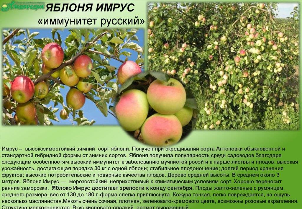 Описание яблок сорт имрус описание фото