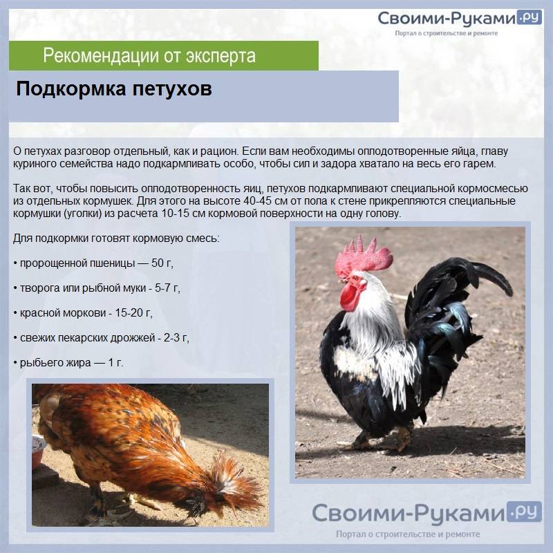 Сколько петух оплодотворяет курицу