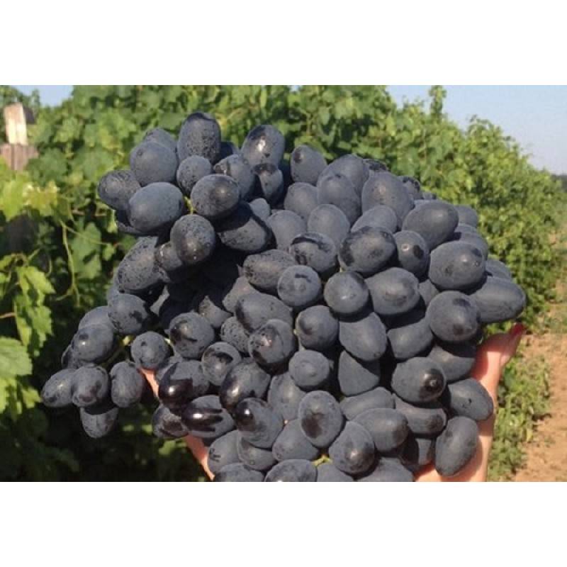 Виноград «аттика» — описание сорта, фото, отзывы, плюсы и минусы сорта, особенности и правила выращивания