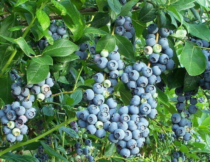 Голубика обыкновенная, полезные свойства ягоды, калорийность