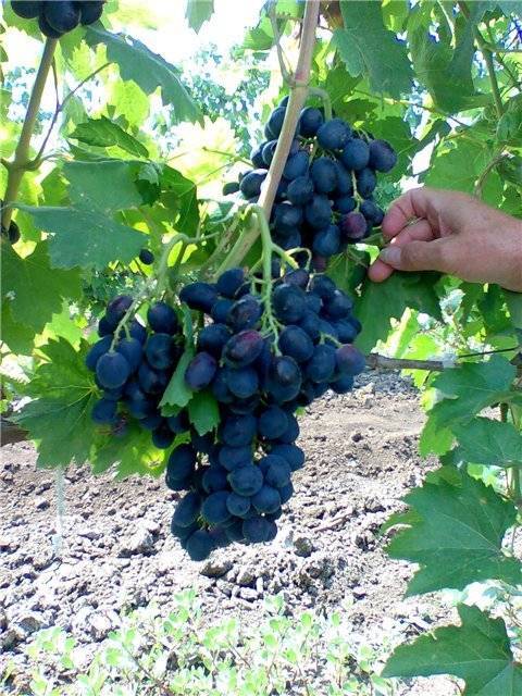 Виноград «гала»: гибридная форма для северных районов