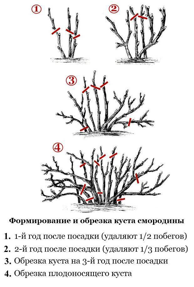 Крыжовник обрезка весной омоложение старого куста схема