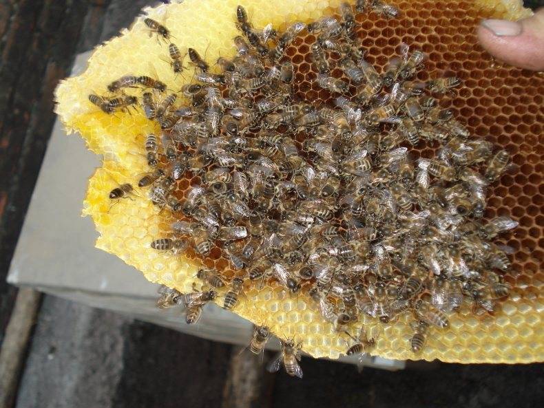 Роение пчел: 10 методов предупреждения и борьбы с роевым состоянием