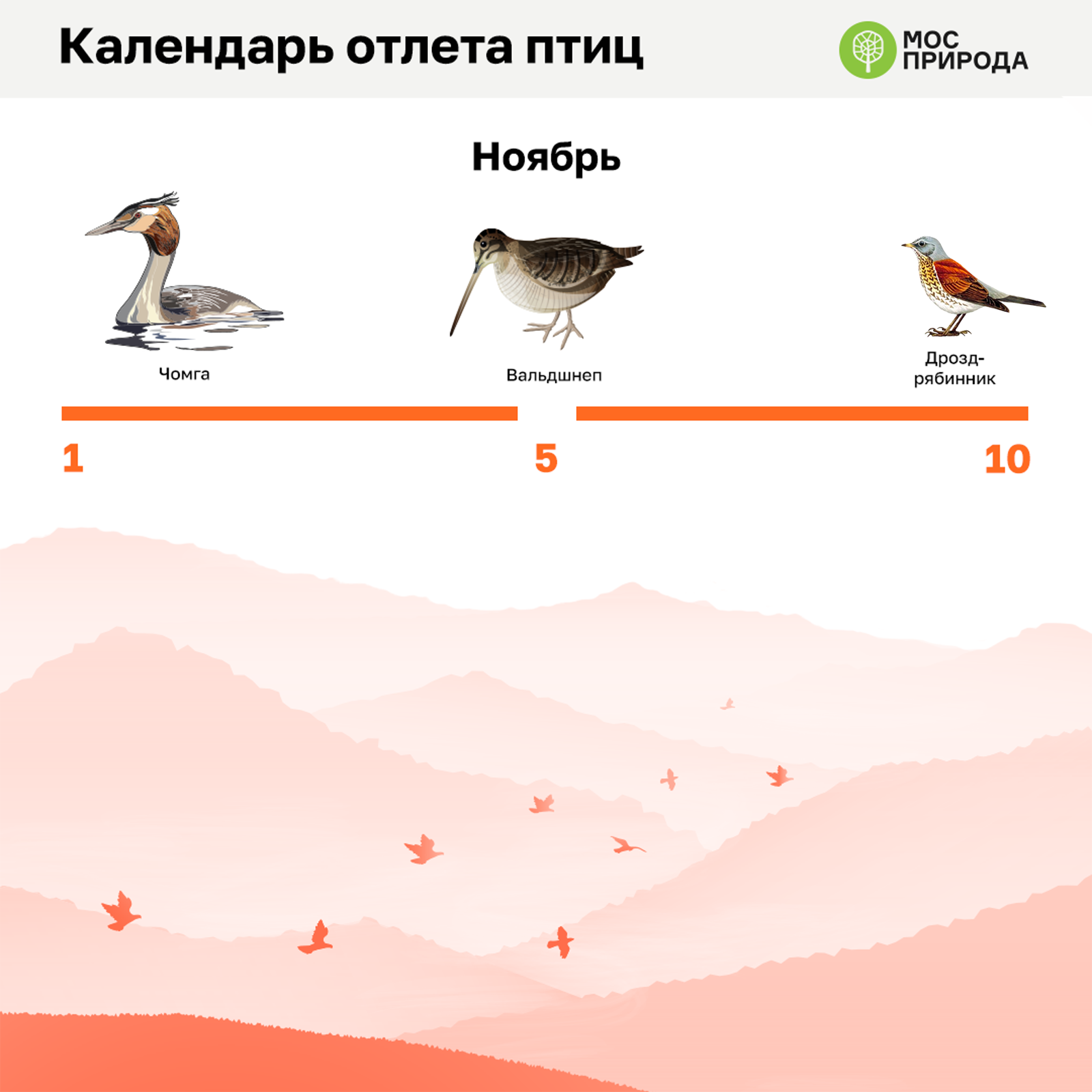 Где зимуют дикие гуси из россии. куда и почему улетают утки зимовать