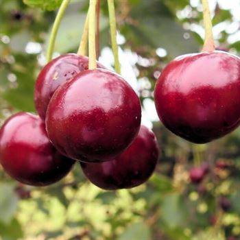 Описание сорта вишни брусницына характеристики урожайности и морозоустойчивости