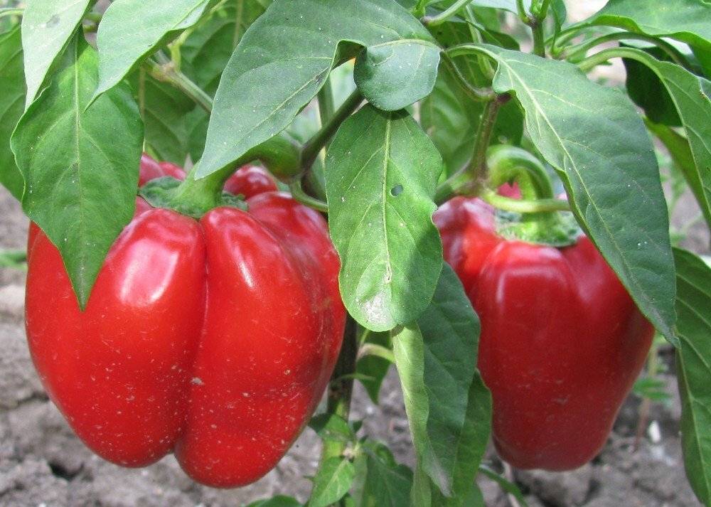 Лучшие сорта перцев: самые вкусные и урожайные